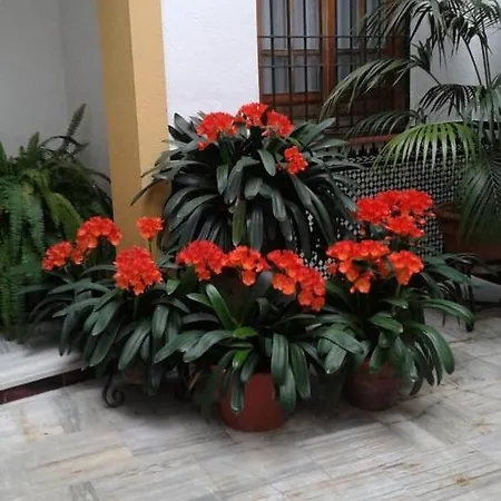Centro Esencia Cordobesa. Mezquita קורדובה
