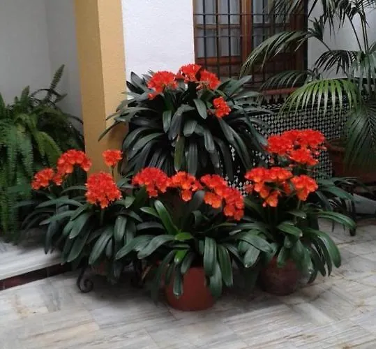 Centro Esencia Cordobesa. Mezquita Córdova